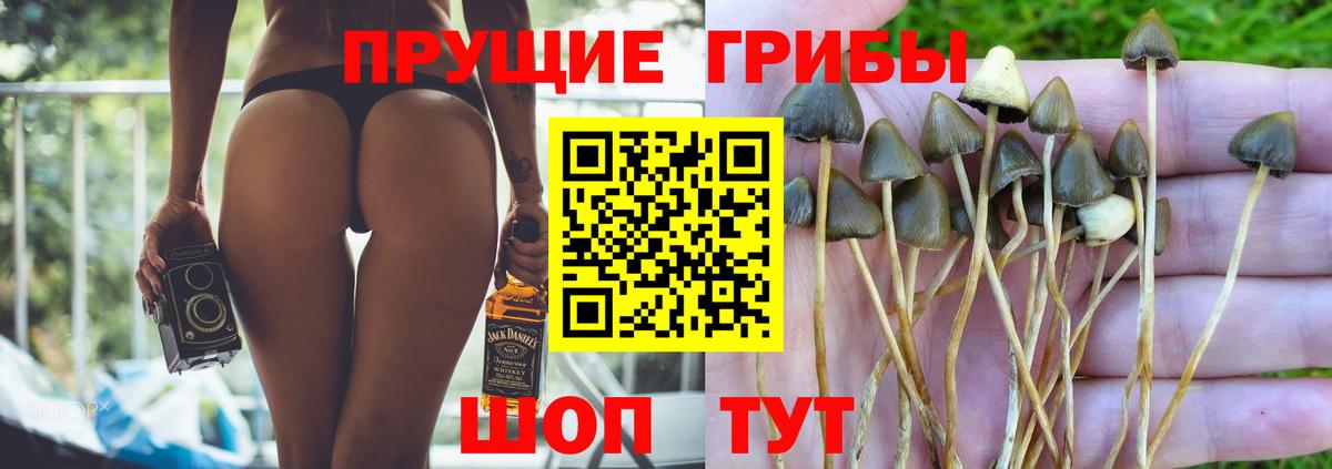 Галлюциногенные грибы Psilocybine cubensis  Вход с VPN  Владикавказ 